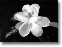 Photo by Margaret Reynolds