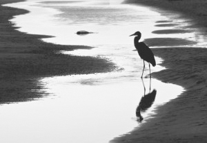 Twilight Heron, (c) David Foster.