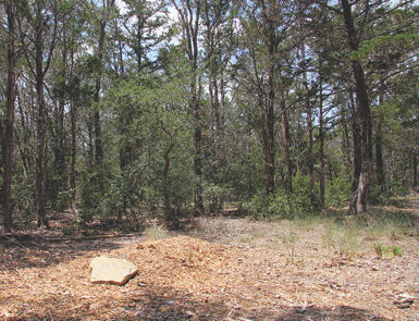 A grave in Eloise Woods Community Natural Burial Bark in Cedar Creek, Tex.