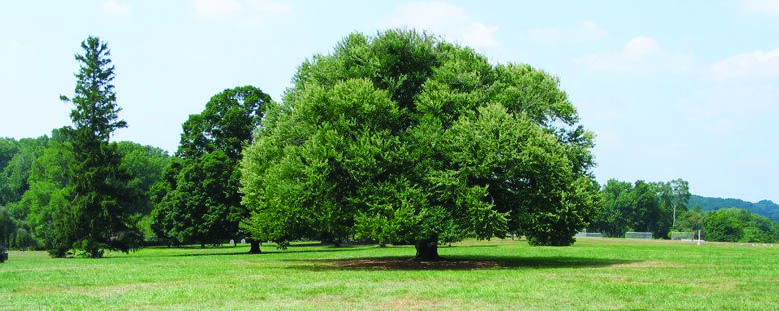 Old katsura tree.