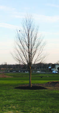 New katsura tree in place on south lawn.