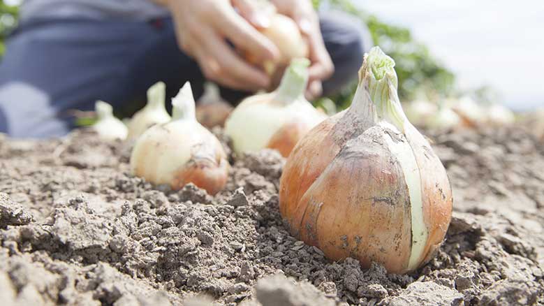 Bulbs being planted in a garden.