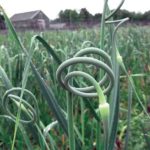 Plants growing in a field.