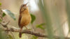 Thank You for the Wrens © Ryk Naves/Unsplash