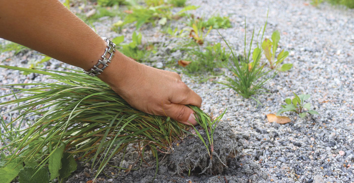 Pulling weeds from the ground